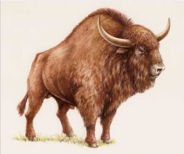 Древний бизон или степной зубр (лат. Bison priscus) – вымерший во время четвертичного периода вид из рода бизонов семейства полорогих. Именно его пытаются заменить экологи